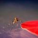 Imagen para el artículo titulado El color de tu camisa puede tener la culpa de tu última picadura de mosquito